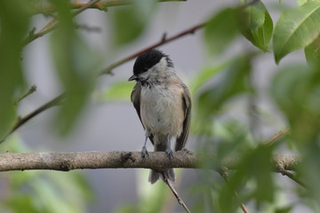 Eine Sumpfmeise, die in einem Pfirsichbaum sitzt und sich am fr&uuml;hen Morgen sonnt. (3)