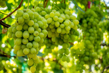 bunch of grapes on the vine, cultivation of vineyard winemaking viticulture