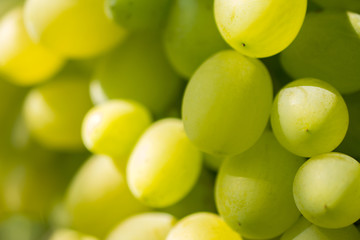 bunch of grapes on the vine, cultivation of vineyard winemaking viticulture