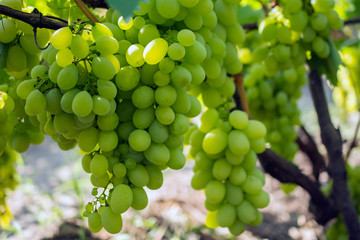 bunch of grapes on the vine, cultivation of vineyard winemaking viticulture