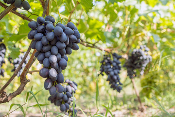 bunch of grapes on the vine, cultivation of vineyard winemaking viticulture