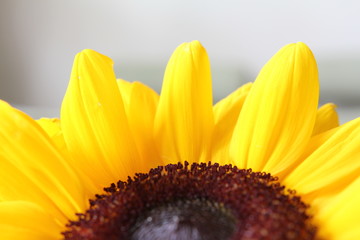 Słonecznik ozdobny - żółty kwiat - macro - ozdoba do nowoczesnych wnętrz