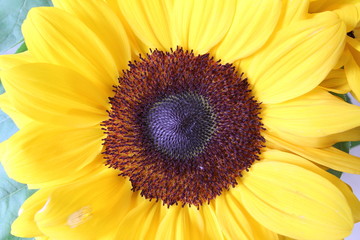 Słonecznik ozdobny - żółty kwiat - ozdoba do nowoczesnych wnętrz