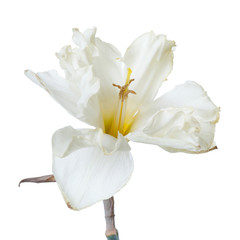 An unusual delicate flower of terry daffodil isolated on white background.