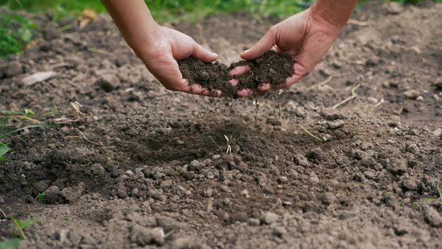 Grabbing the soil with hands and testing it at the farm.