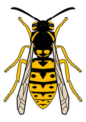 gz155 GrafikZeichnung - siwb434 SignIsolatedWhiteBackground siwb - wasp: vespinae (vespula germanica) - colored illustration isolated on white background - DIN A2 A3 A4 - xxl g6521