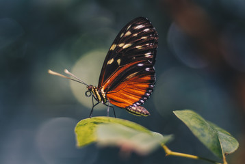 Fototapeta na wymiar Butterfly