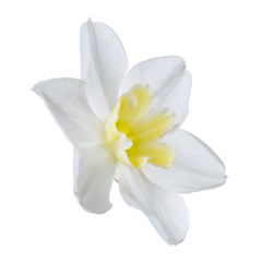 Fototapeta na wymiar Beautiful daffodil flower with yellow center isolated on white background.