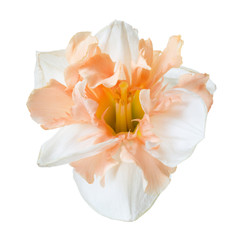 Fototapeta na wymiar An unusual orange flower of a daffodil daffodil isolated on white background.