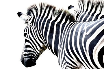 Fototapeta na wymiar portrait zebra isolated on white background