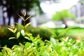 Nature view of green leaf in garden , Natural green plants a background or wallpaper.