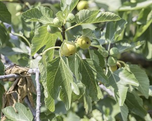 figs grows on tree