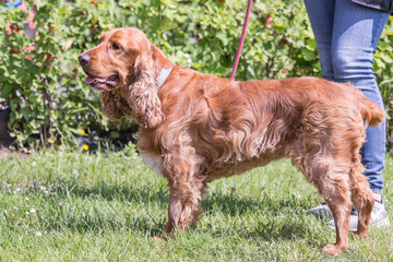 portrait of cocker spaniel living in belgium
