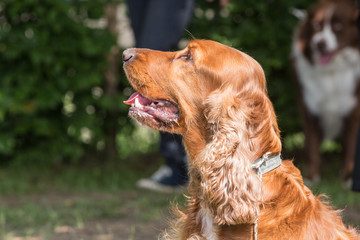 portrait of cocker spaniel living in belgium