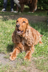 portrait of cocker spaniel living in belgium