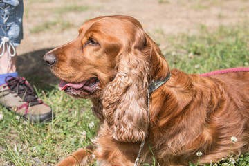 portrait of cocker spaniel living in belgium