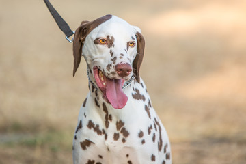 portrait of dalmatien dog living in belgium
