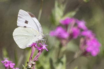 Green-veined white detailed white pieris napi on a purple flower