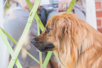 Portrait of spaniel dog living in belgium
