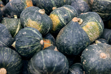 Cucurbita Maxima, Hokkaido Kürbis in Farbe Grün oder Schwarz