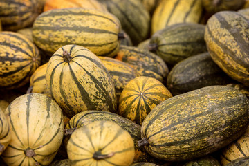 Cucurbita Pepo, viele Spaghetti K&uuml;rbisse als Hintergrund