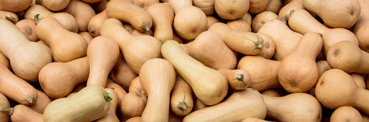 Butternusskürbis, viele Butternut Kürbisse als Hintergrund, Panorama