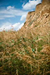 wildflowers on high coast by the sea, beautiful coastal landscape, travel concept
