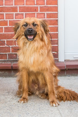Portrait of spaniel dog living in belgium