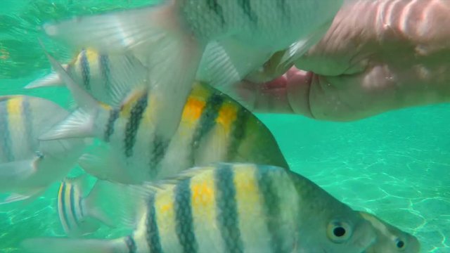Hand feeding tropical fish at Coki Beach in Saint Thomas, USVI.