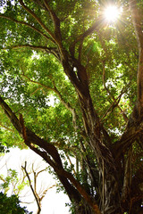 南国の木　ガジュマル　風景　植物　太陽