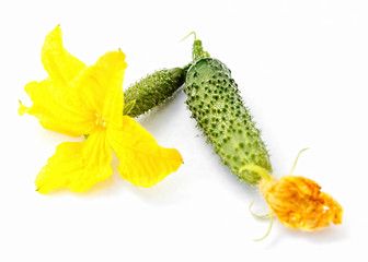 Flower and ovary of young cucumber on white background