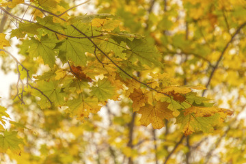 Herbst Herbstlaub Hintergrund