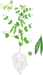 Botanical illustration. Pea plant (Pisum sativum) with flowers, green leaves and root system isolated on white background