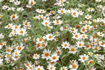 close up of Sulfur Cosmos flower in the garden