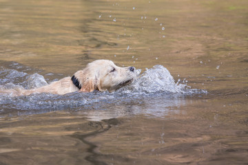 Obraz premium portrait of golden retrievers dog living in belgium