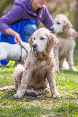 portrait of golden retrievers dog living in belgium