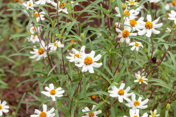 close up of Sulfur Cosmos flower in the garden