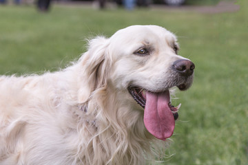 portrait of golden retrievers dog living in belgium
