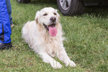 portrait of golden retrievers dog living in belgium