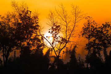 sunset and tree background