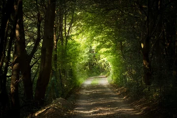 Foto op Plexiglas mysterieus pad in het bos © santiago silver