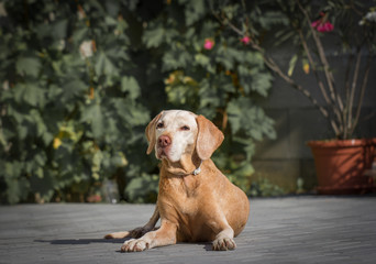 senior dog resting in garden