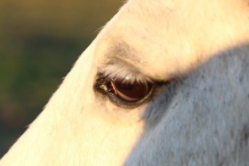 Cheval Oeil
