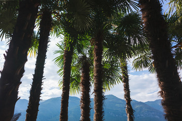 Palmen Blätter Kronen am Comer See in Italien
