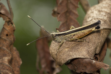 The image of the brown  Grasshopper in Thailand.(Choroedocus violaceipes),Cassava Grasshopper.