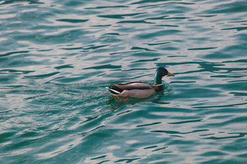 Ente auf grünem See Wasser Männliche Ente Erpel auf Comer See in Italien