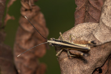 The image of the brown  Grasshopper in Thailand.(Choroedocus violaceipes),Cassava Grasshopper.