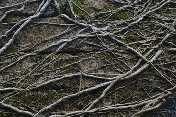 Fototapeta premium the roots on the surface