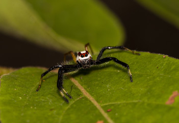 Take a close-up macro shot of a spider jumping on a natural leaf