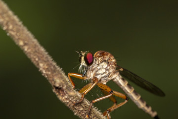 Close up image of robber fiy insect in nature good shot from thailand macro